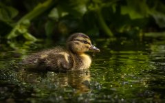 Barbara Baker - Newly Hatched Mallard - Commended.jpg